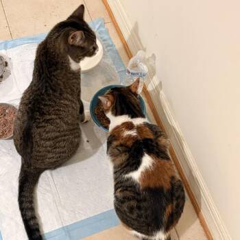Piper -  Domestic Short Hair Cat for Adoption in Waldorf, Maryland - Piper | PetCurious
