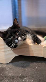 Wadsworth -  Domestic Short Hair Cat for Adoption in Lodi, California - Wadsworth | PetCurious