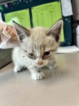 Baguette -  Domestic Short Hair Cat for Adoption in Salt Lake City, Utah - Baguette | PetCurious