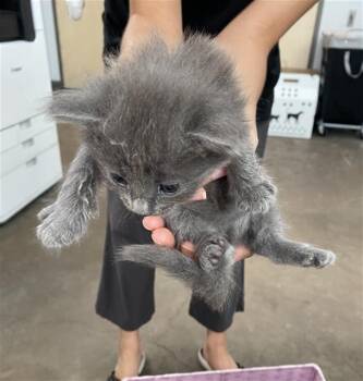 JO WILSON -  Domestic Short Hair Cat for Adoption in Dallas, Texas - JO WILSON | PetCurious