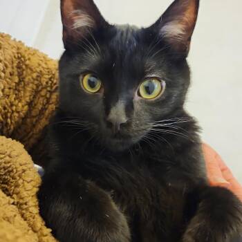 Kiwi -  Domestic Short Hair Cat for Adoption in Calgary, Alberta - Kiwi | PetCurious