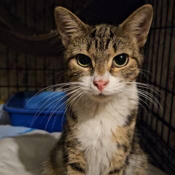Kira N. — A Gentle Love Bug -  American Shorthair Cat for Adoption in New York, New York - Kira N. — A Gentle Love Bug | PetCurious
