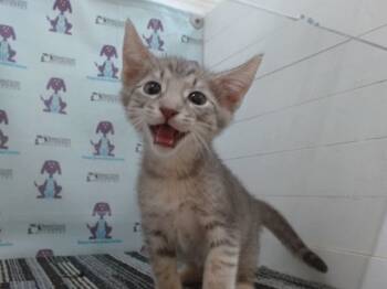Rescue Domestic Short Hair Cats for Adoption in Orlando, Florida - A583365 | PetCurious