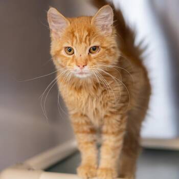 Domestic Medium Hair Cats Available for Adoption in Wilmington, Delaware - Jetpack Cat | PetCurious