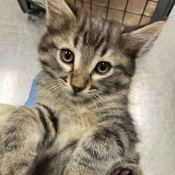 Domestic Short Hair Cats Available for Adoption in Las Vegas, Nevada - PEPPERMINT MOCHA | PetCurious