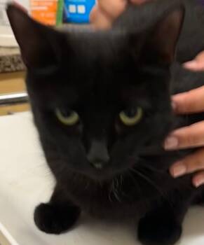 Rescue Domestic Short Hair Cats for Adoption in Elizabethton, Tennessee - SOMMER | PetCurious