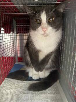 Domestic Short Hair Cats Available for Adoption - *AMY | PetCurious