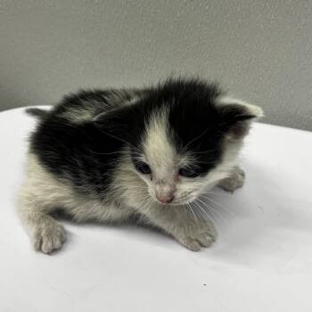 Domestic Short Hair Cats Available for Adoption in Tampa, Florida - Presley | PetCurious