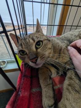 Princess Peach -  Domestic Short Hair Cat for Adoption in Minot, North Dakota - Princess Peach | PetCurious