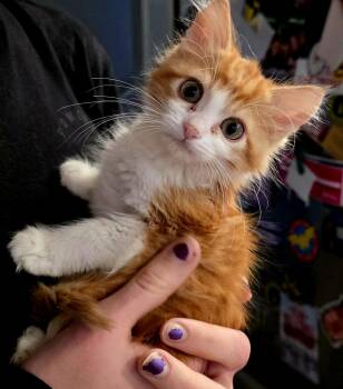 Domestic Medium Hair Cats Available for Adoption - Maggie | PetCurious