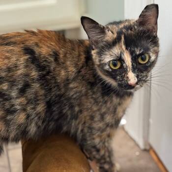 Rescue Domestic Short Hair Cats for Adoption in Abbeville, South Carolina - 1241 MATILDA (MOM) | PetCurious