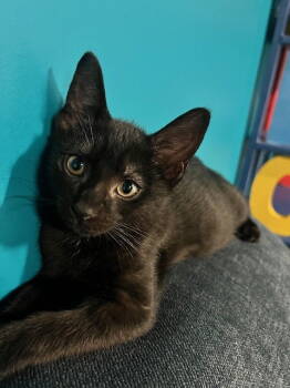 Rescue Domestic Short Hair Cats for Adoption in Alexandria, Virginia - Starflight - KITTEN In Foster | PetCurious