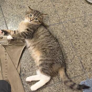 Domestic Short Hair Cats Available for Adoption - Bentley | PetCurious