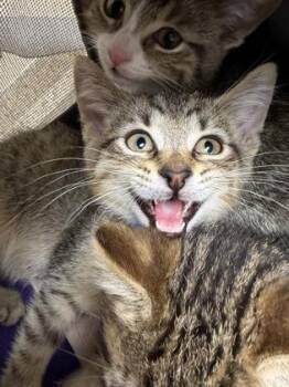 R.E.M. -  Domestic Short Hair Cat for Adoption in Westland, Michigan - R.E.M. | PetCurious