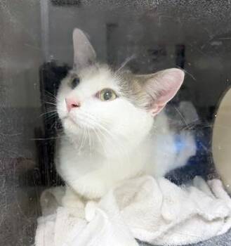 Domestic Short Hair Cats Available for Adoption in Nashville, Tennessee - A452456 | PetCurious