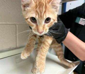 LOUIS -  Domestic Short Hair Cat for Adoption in Colorado Springs, Colorado - LOUIS | PetCurious