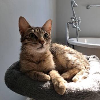 Tiki -  American Shorthair Cat for Adoption in Agua Dulce, California - Tiki | PetCurious