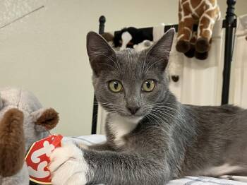 Gracie -  Domestic Short Hair Cat for Adoption in Davis, California - Gracie | PetCurious