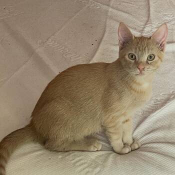 Chestnut -  Domestic Short Hair Cat for Adoption in Tuscaloosa, Alabama - Chestnut | PetCurious