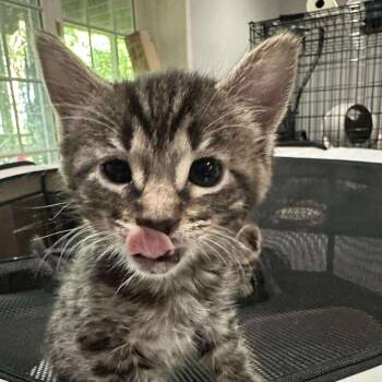 Rescue Domestic Short Hair Cats for Adoption in Reisterstown, Maryland - Malcolm (paired With Inara) | PetCurious