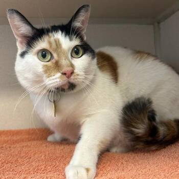 Miriam -  Domestic Short Hair Cat Available for Adoption in Boulder, Colorado - Miriam | PetCurious