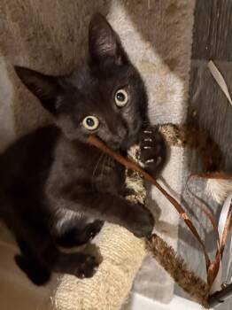 Binx, Willow Grove Area, (FCID 8/26/2026-148) -  Domestic Short Hair Cat for Adoption in Greenville, Delaware - Binx, Willow Grove Area, (FCID 8/26/2026-148) | PetCurious
