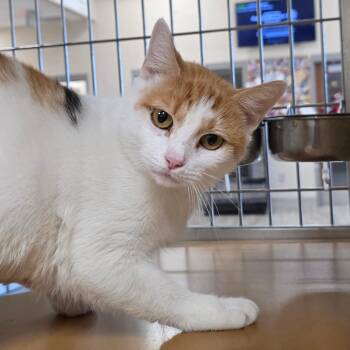 Moon Flower -  Domestic Short Hair Cat for Adoption in Chatham, Virginia - Moon Flower | PetCurious