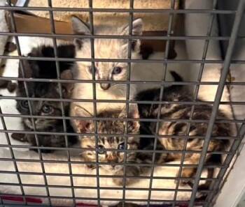 Domestic Short Hair Cats Available for Adoption - Amber | PetCurious