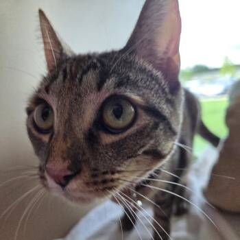 Domestic Short Hair Cats Available for Adoption in Leander, Texas - London (Eevee) | PetCurious