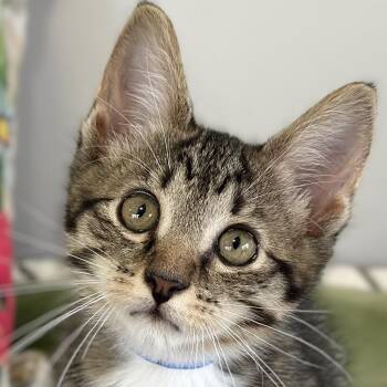 Henry -  Domestic Short Hair Cat Available for Adoption in Victor, New York - Henry | PetCurious