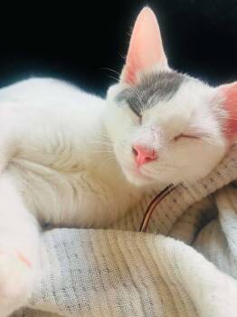 Antonio Banderas -  Domestic Short Hair Cat for Adoption in Beckley, West Virginia - Antonio Banderas | PetCurious