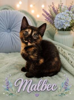 Tortoiseshell Cats Available for Adoption in Laurel, Maryland - Coming Soon-Malbec-Adventurous & Snuggly | PetCurious