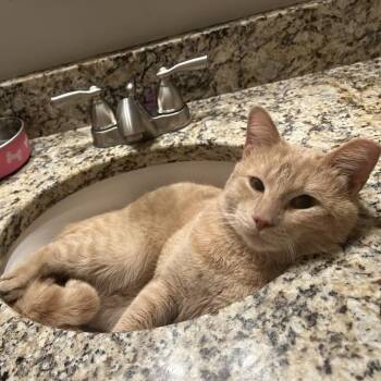 Domestic Short Hair Cats Available for Adoption - Sweet Potato | PetCurious