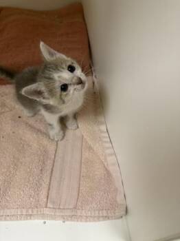 Puff -  Domestic Short Hair Cat for Adoption in Hobbs, New Mexico - Puff | PetCurious