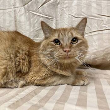 Rigby -  Domestic Medium Hair Cat for Adoption in Lyndhurst, Virginia - Rigby | PetCurious