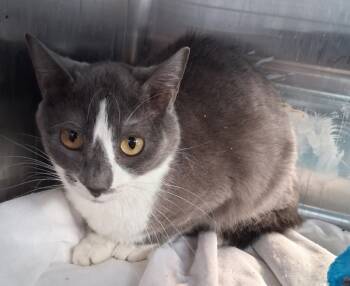 Rescue Domestic Short Hair Cats for Adoption in Tulare, California - Joey | PetCurious