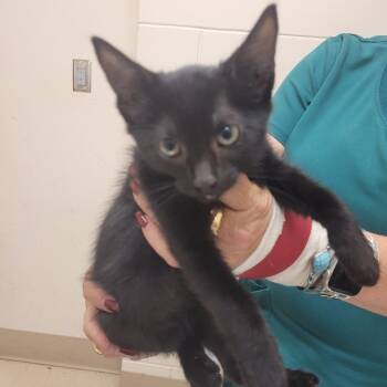 Tom Cruise -  Domestic Short Hair Cat for Adoption in Lake Panasoffkee, Florida - Tom Cruise | PetCurious