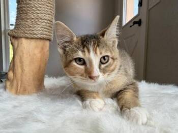 Popsicle -  Domestic Short Hair Cat for Adoption in Fort Worth, Texas - Popsicle | PetCurious