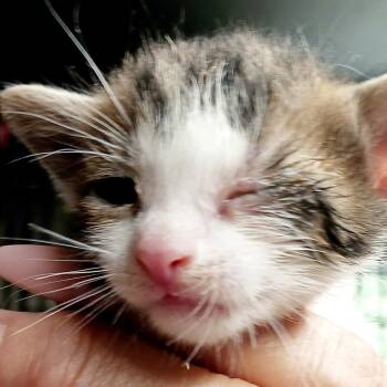 Toby -  Domestic Short Hair Cat for Adoption in Bulverde, Texas - Toby | PetCurious