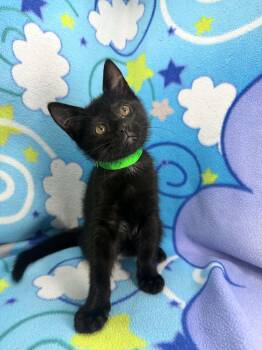 Alex -  Domestic Short Hair Cat for Adoption in Tavares, Florida - Alex | PetCurious