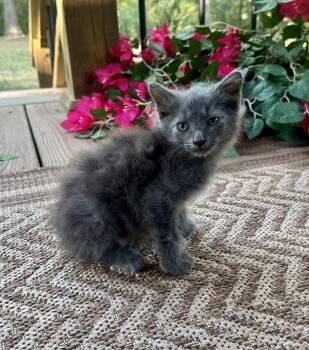 Joseph -  Domestic Long Hair Cat for Adoption in West Palm Beach, Florida - Joseph | PetCurious