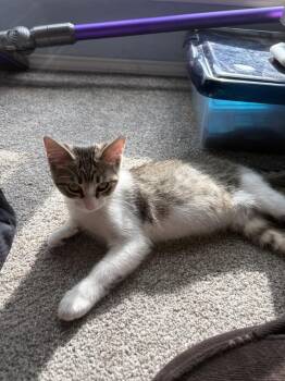 Junie Bug Turco -  Domestic Short Hair and Tabby Cat for Adoption in Dallas, Texas - Junie Bug Turco | PetCurious