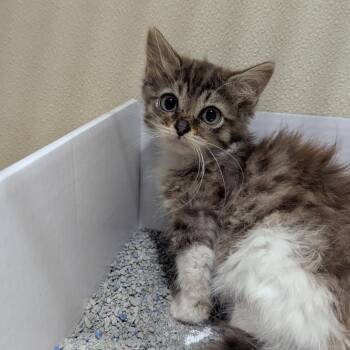 Cricket -  Domestic Medium Hair Cat for Adoption in Jeffersonville, Indiana - Cricket | PetCurious
