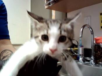 Domestic Short Hair Cats Available for Adoption in Martinez, California - MARS | PetCurious