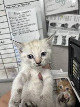 A377392 -  Domestic Short Hair Cat for Adoption in Stockton, California - A377392 | PetCurious