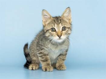 MAX -  Domestic Short Hair Cat for Adoption in Phoenix, Arizona - MAX | PetCurious