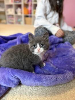 Domestic Short Hair Cats Available for Adoption - Topaz | PetCurious