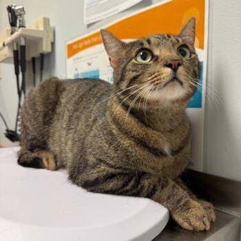 Cricket -  Domestic Short Hair Cat for Adoption in Circleville, Ohio - Cricket | PetCurious