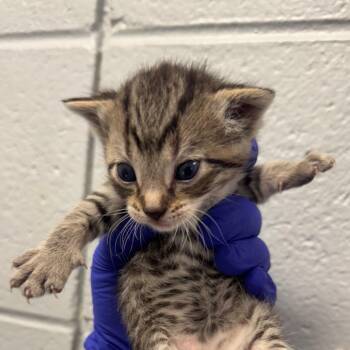Mario -  Domestic Short Hair Cat for Adoption in West Olive, Michigan - Mario | PetCurious
