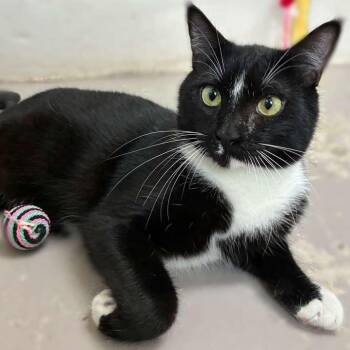Kitty Man -  Domestic Short Hair Cat Available for Adoption in Laredo, Texas - Kitty Man | PetCurious